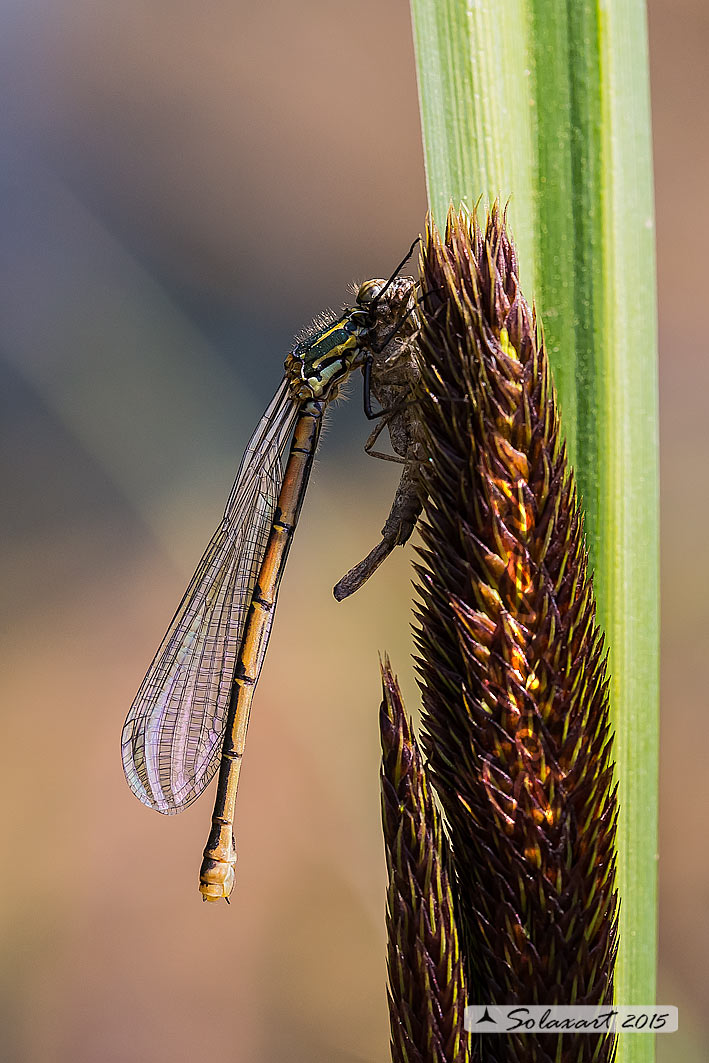 Pyrrhosoma nymphula: (femmina in sfarfallamento) - Large Red Damselfly (emerged from the larval skelton)