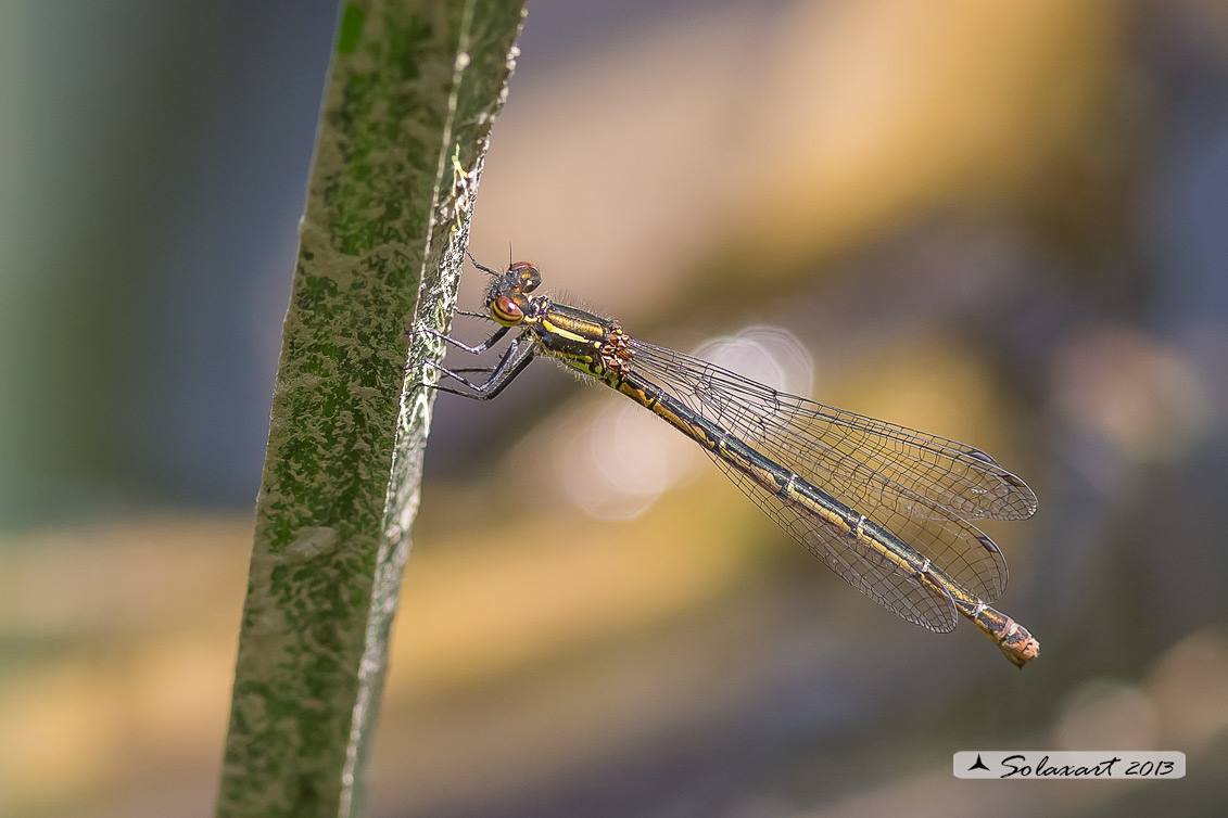 Pyrrhosoma nymphula (femmina) - Large Red Damselfly (female)