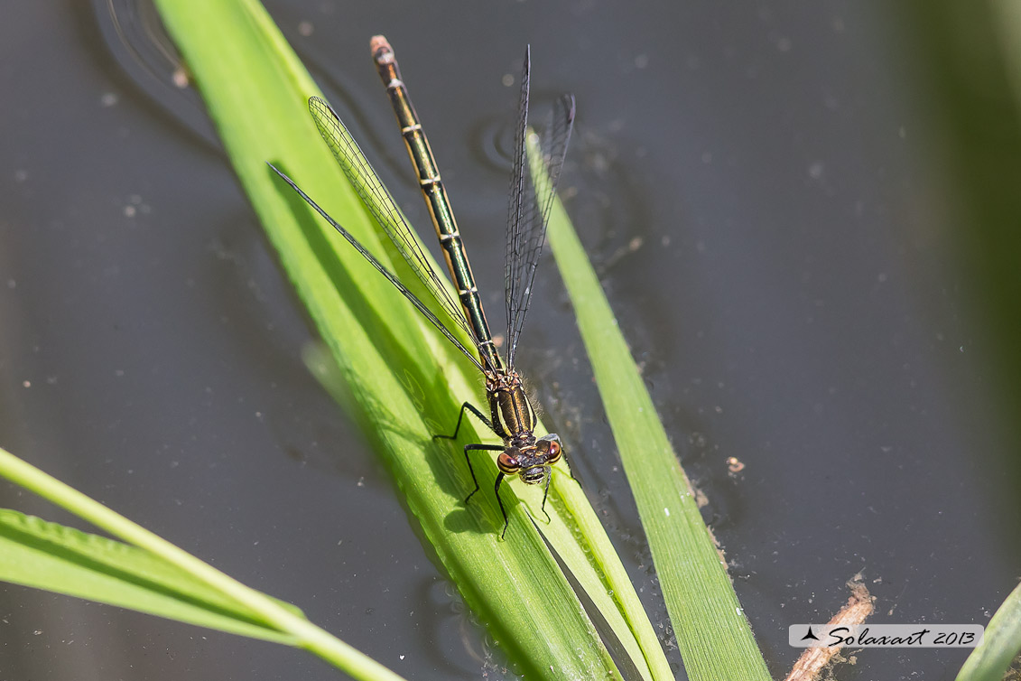Pyrrhosoma nymphula (femmina) - Large Red Damselfly (female)