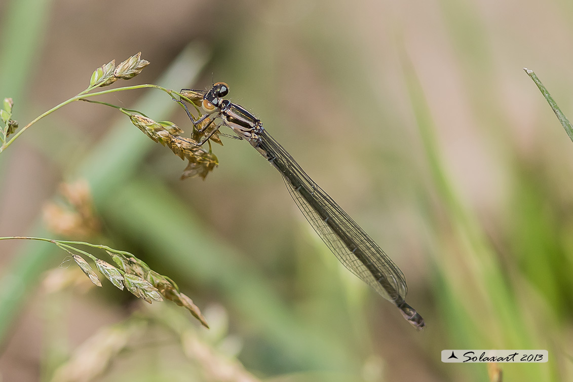 Pyrrhosoma nymphula (femmina immatura) - Large Red Damselfly (Juvenile female)