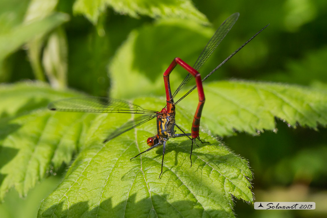 Pyrrhosoma nymphula (maschio) - Large Red Damselfly (male)