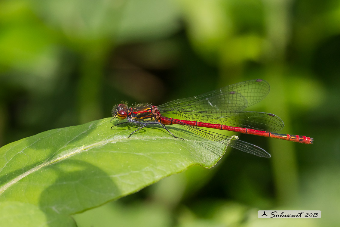 Pyrrhosoma nymphula (maschio) - Large Red Damselfly (male)