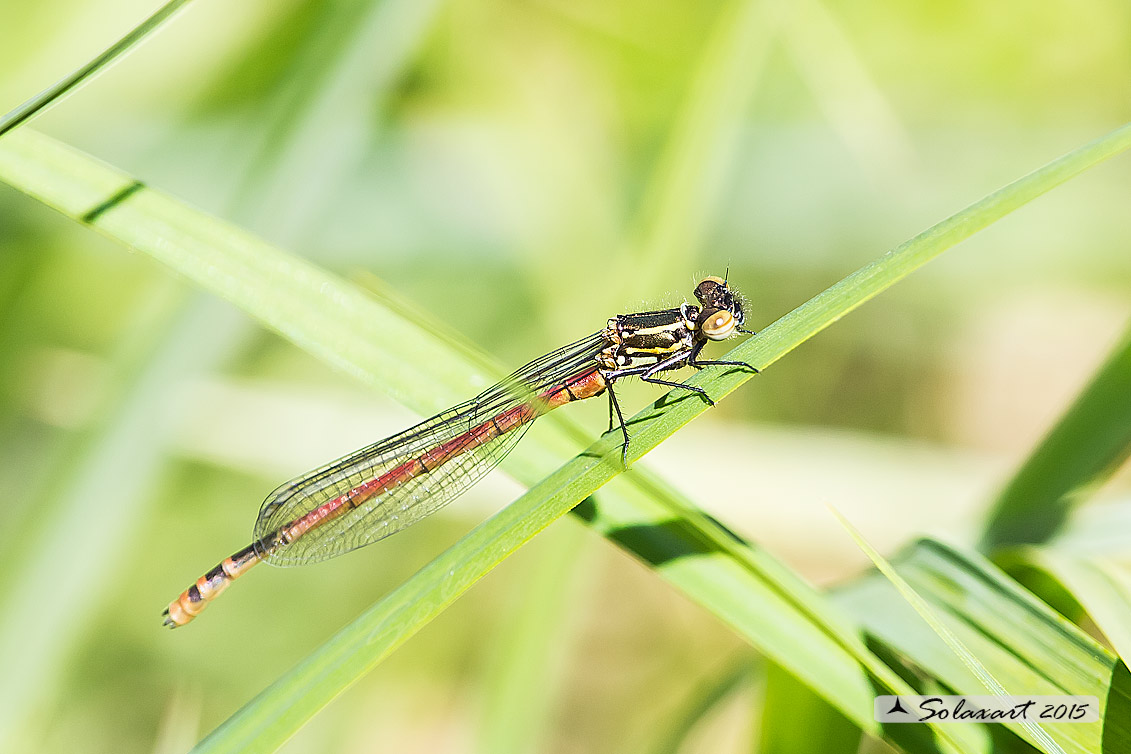 Pyrrhosoma nymphula (maschio immaturo) - Large Red Damselfly  (immature male)