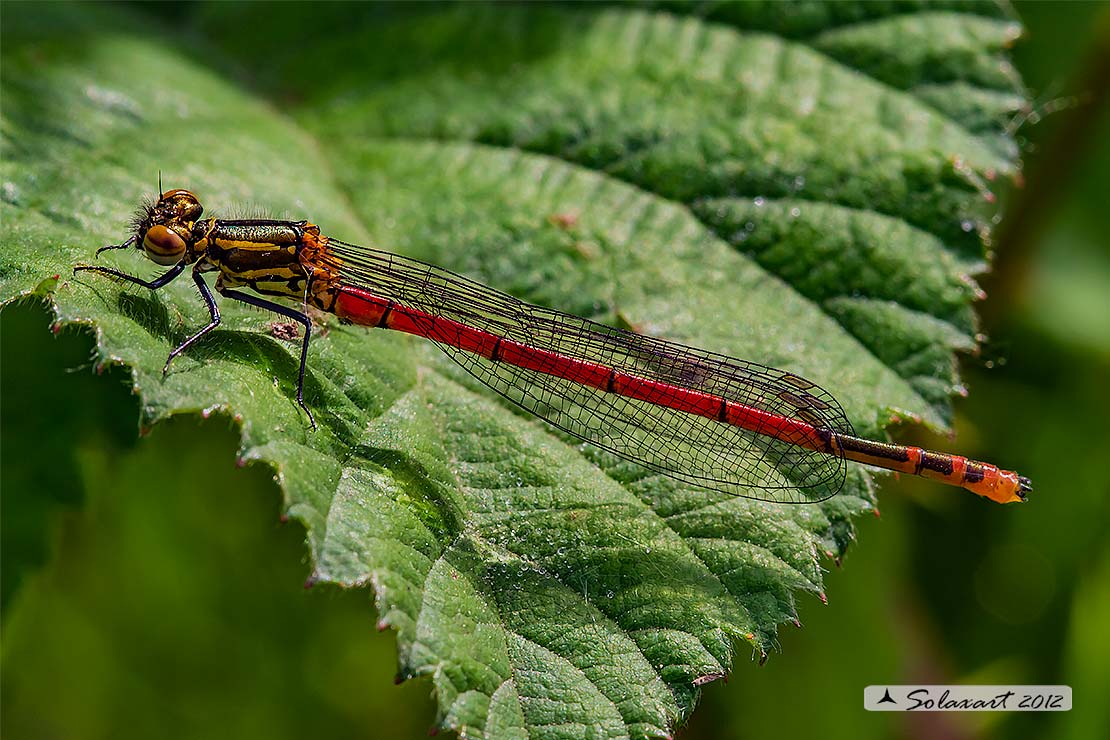 Pyrrhosoma nymphula (maschio immaturo) - Large Red Damselfly  (immature male)