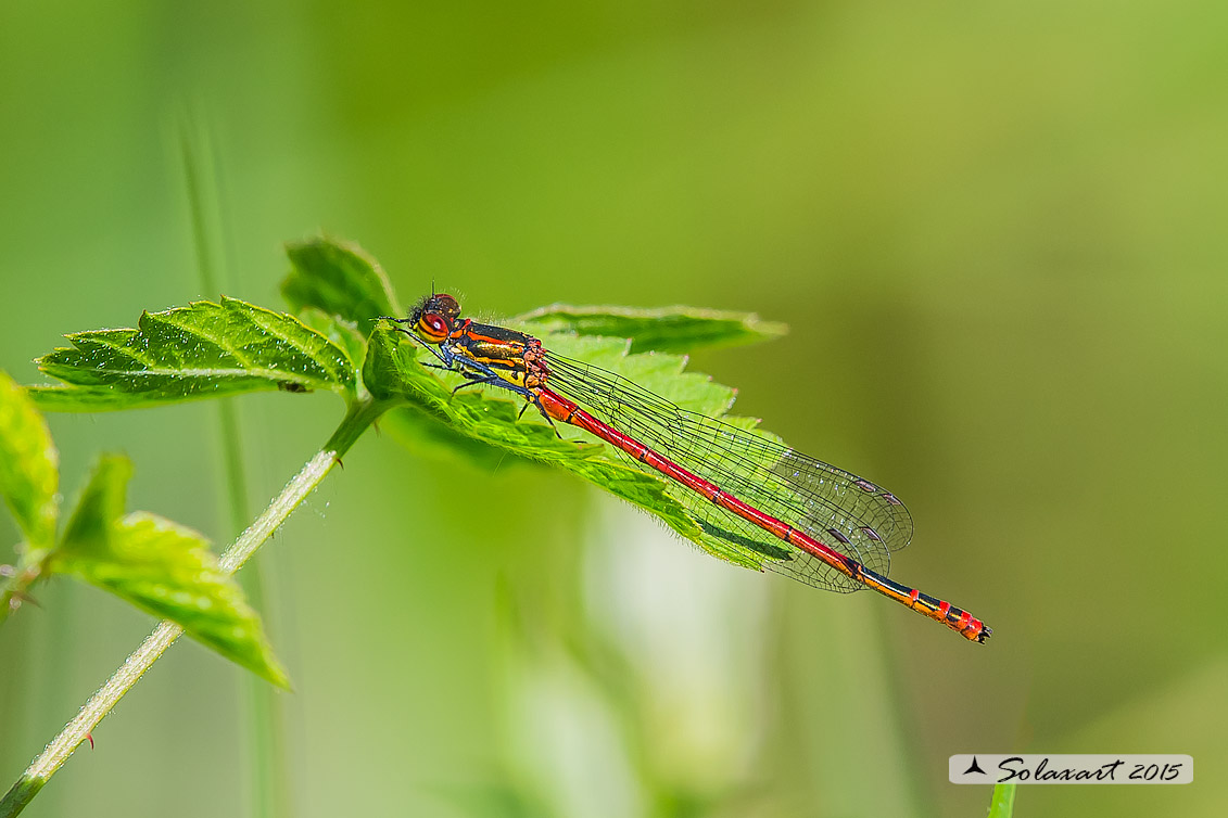 Pyrrhosoma nymphula (maschio) - Large Red Damselfly (male)