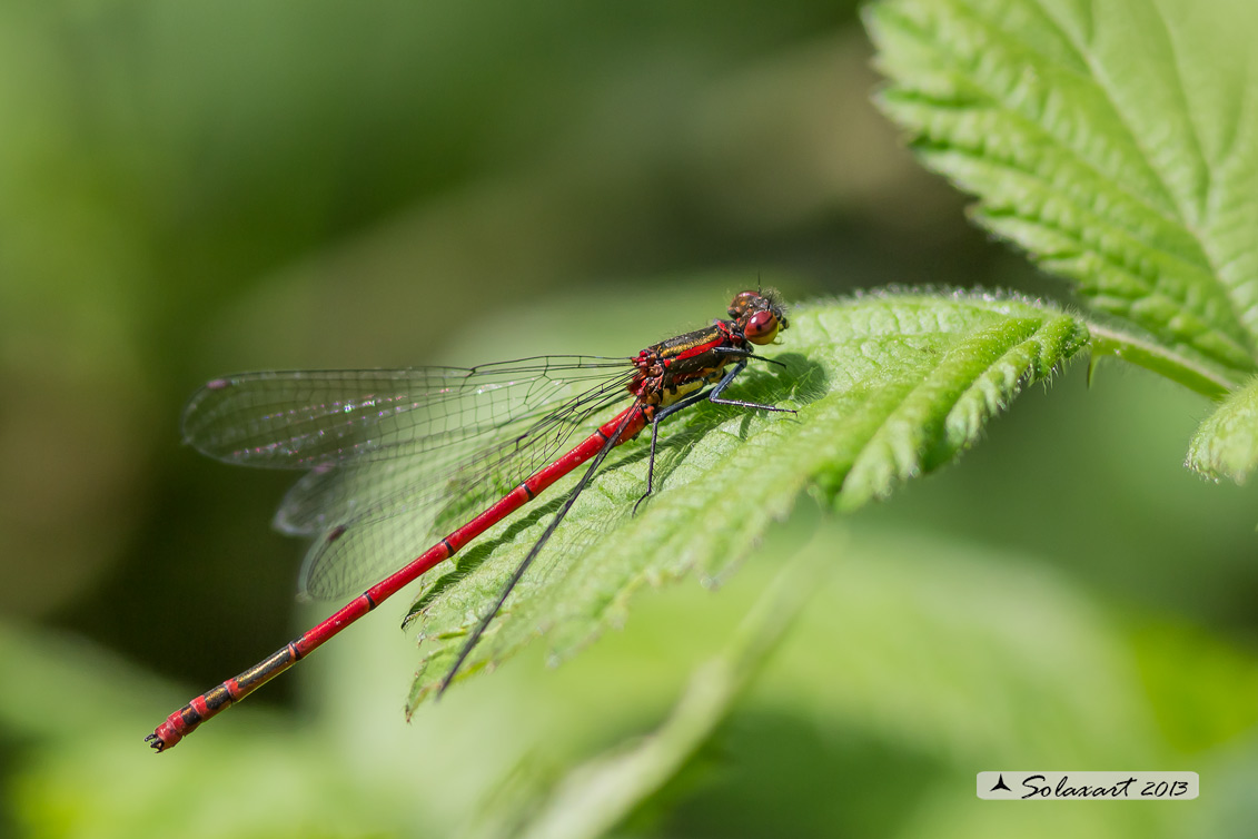 Pyrrhosoma nymphula (maschio) - Large Red Damselfly (male)