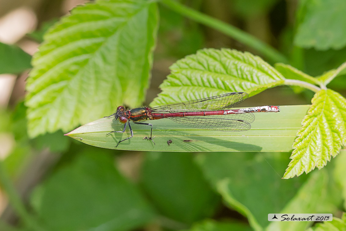 Pyrrhosoma nymphula (maschio) - Large Red Damselfly (male)