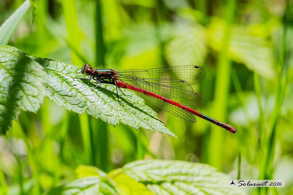 Pyrrhosoma nymphula (maschio) - Large Red Damselfly (male)