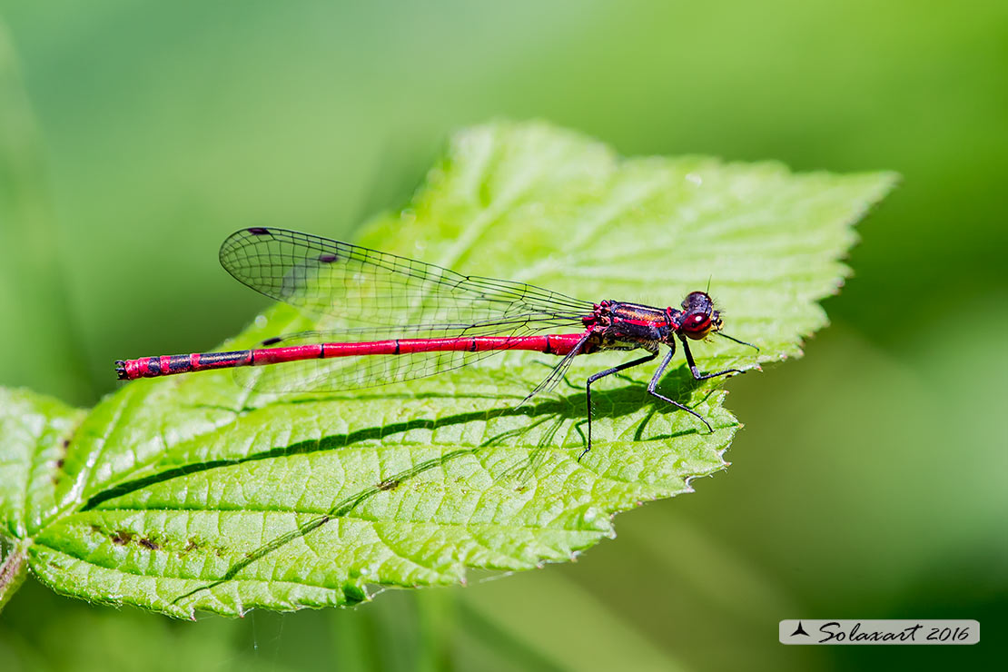 Pyrrhosoma nymphula (maschio) - Large Red Damselfly (male)
