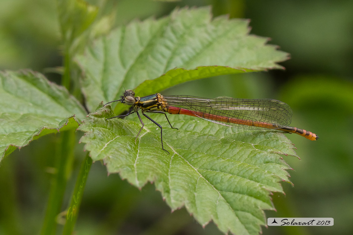 Pyrrhosoma nymphula (maschio immaturo) - Large Red Damselfly  (immature male)
