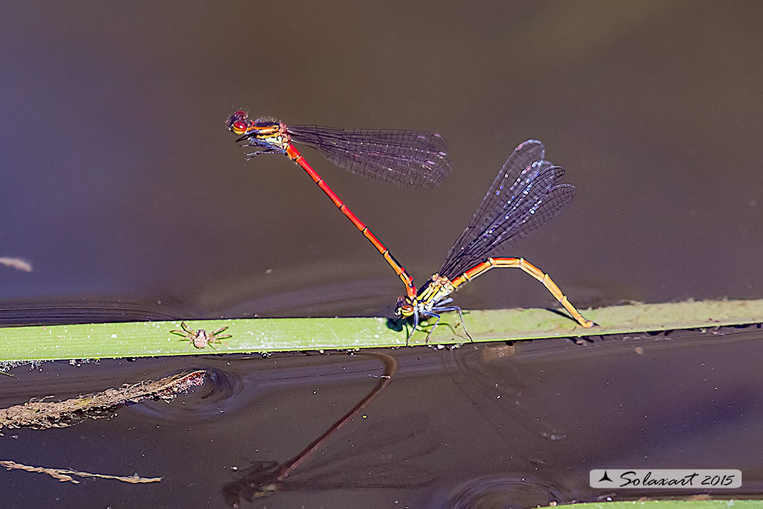 Pyrrhosoma nymphula (tandem per ovodeposizione) - Large Red Damselfly (oviposition)