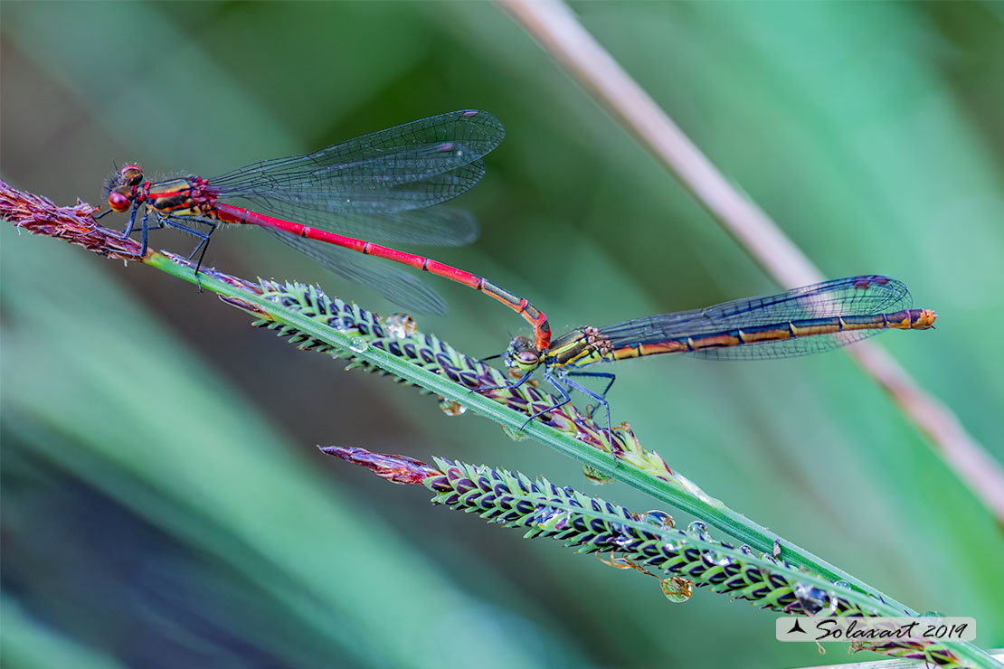 Pyrrhosoma nymphula (tandem per ovodeposizione) - Large Red Damselfly (oviposition)