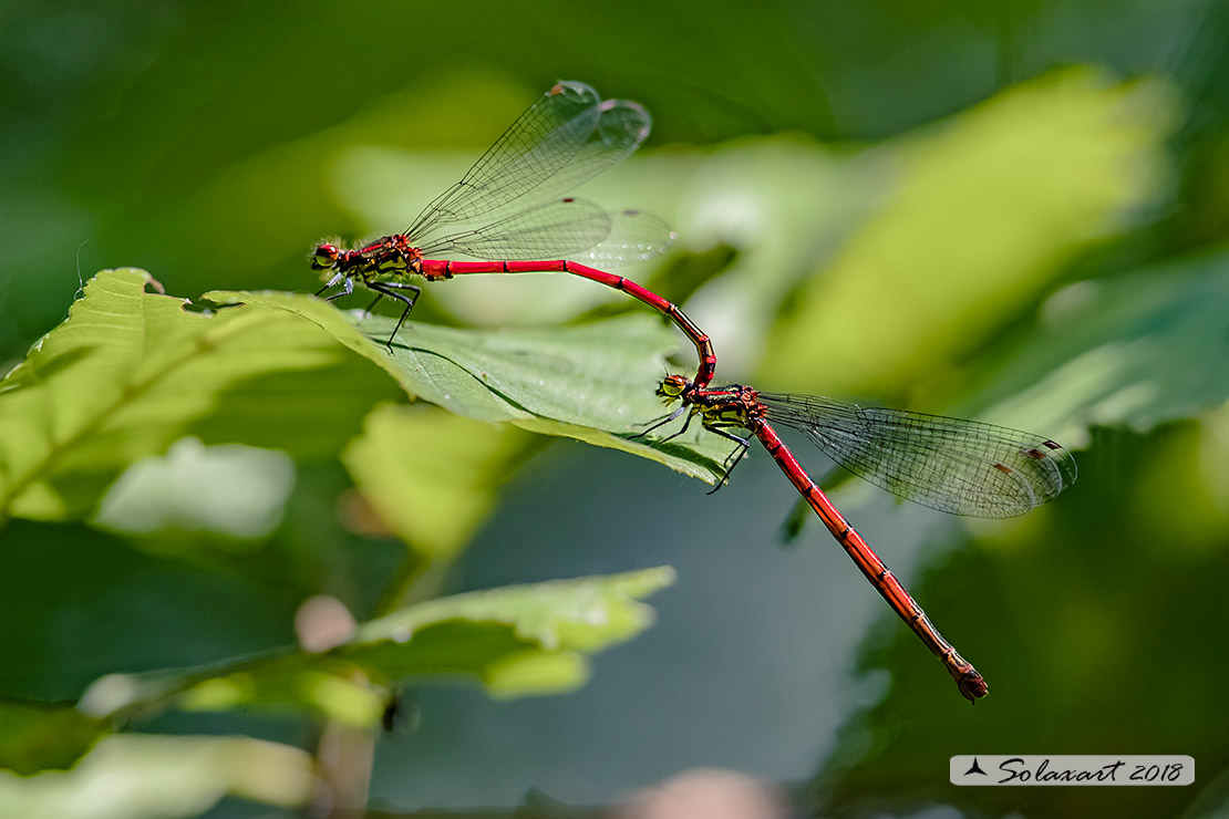 Pyrrhosoma nymphula (tandem per ovodeposizione) - Large Red Damselfly (oviposition)