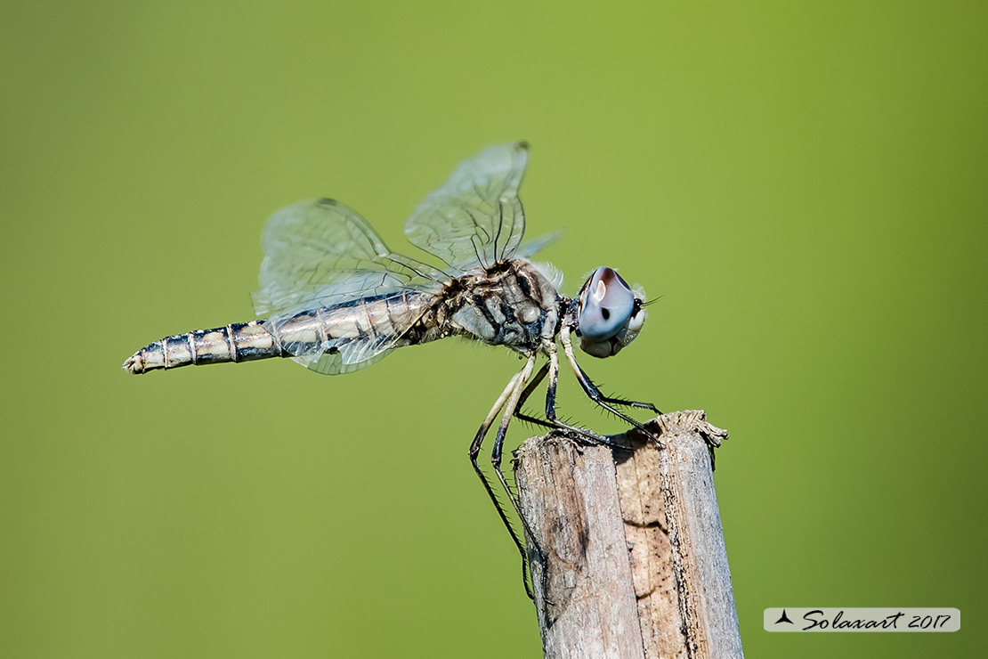 Selysiothemis nigra:  Freccianera (femmina); Black Pennant (female)