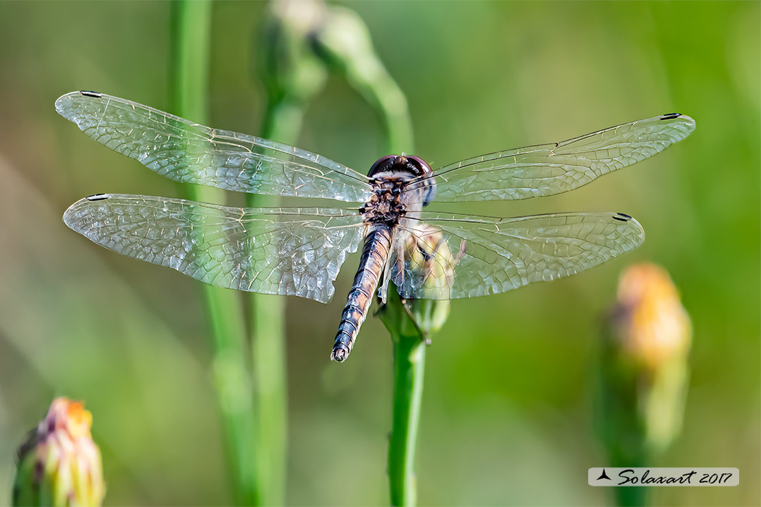 Selysiothemis nigra:  Freccianera (femmina); Black Pennant (female)