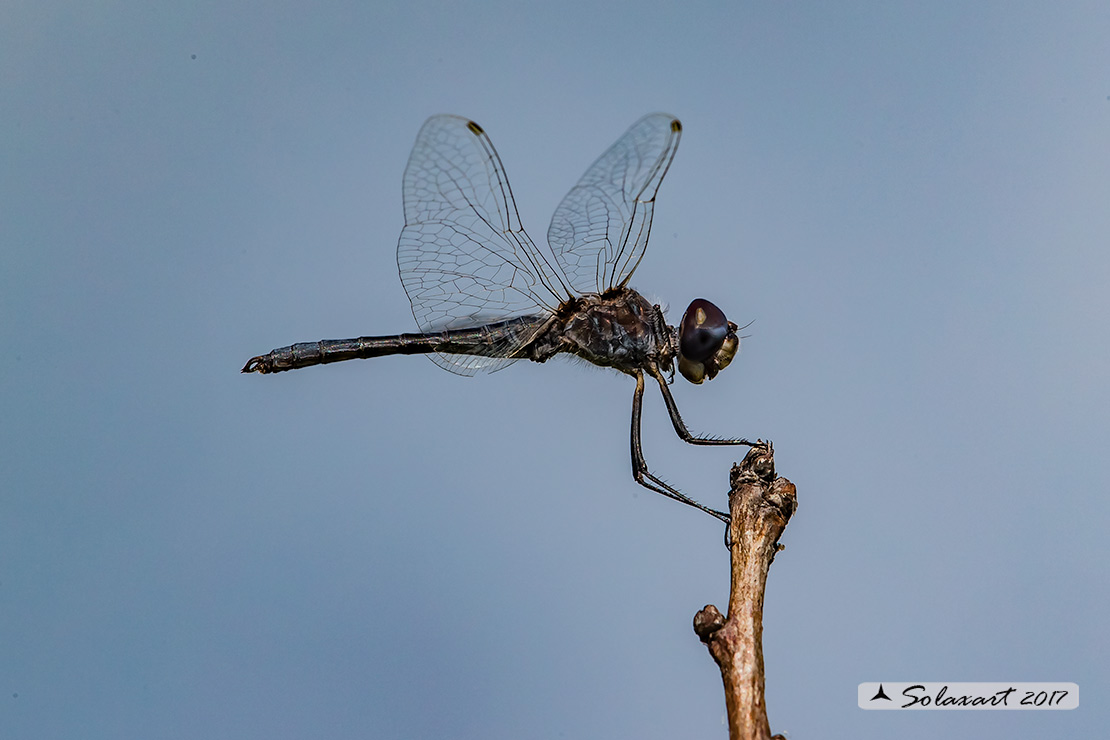 Selysiothemis nigra: Freccianera (maschio); Black Pennant (male)