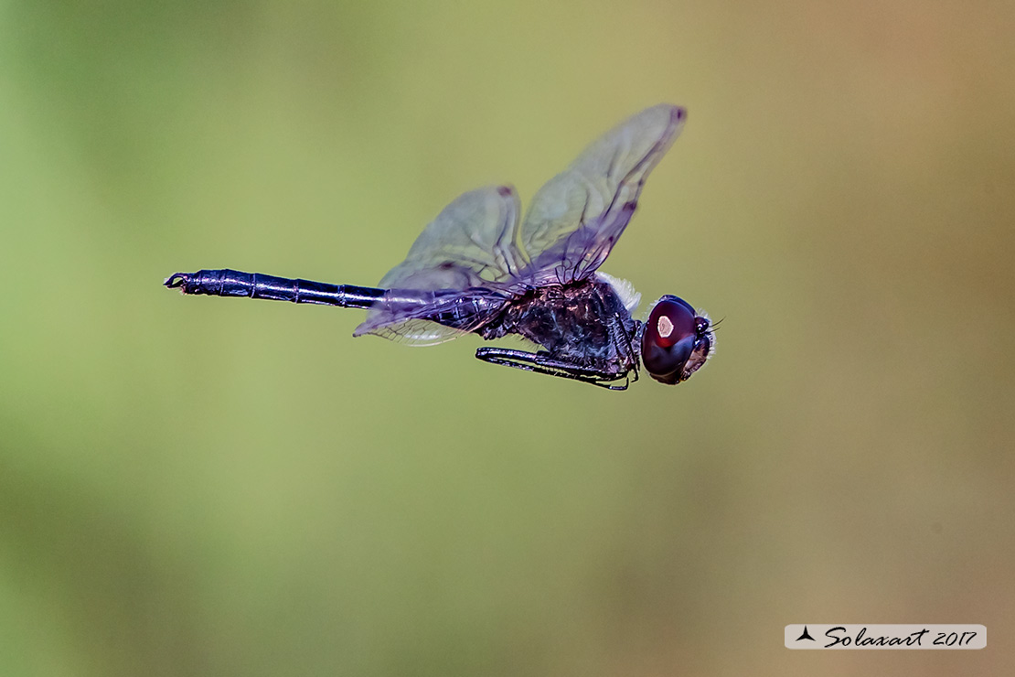 Selysiothemis nigra: Freccianera (maschio); Black Pennant (male)