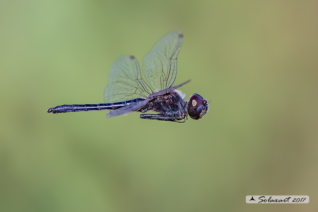 Selysiothemis nigra: Freccianera (maschio); Black Pennant (male)