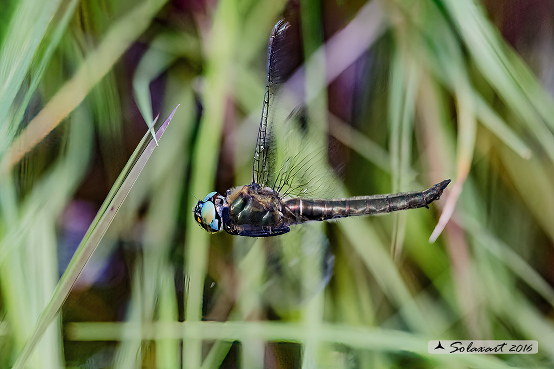 Somatochlora alpestris: Smeralda alpina (femmina in fase di deposizione); Alpine Emerald (female on exophytic oviposition)
