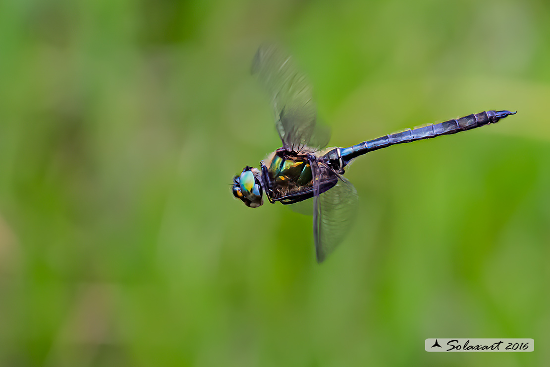 Somatochlora alpestris:  Smeralda alpina (maschio); Alpine Emerald  (male)