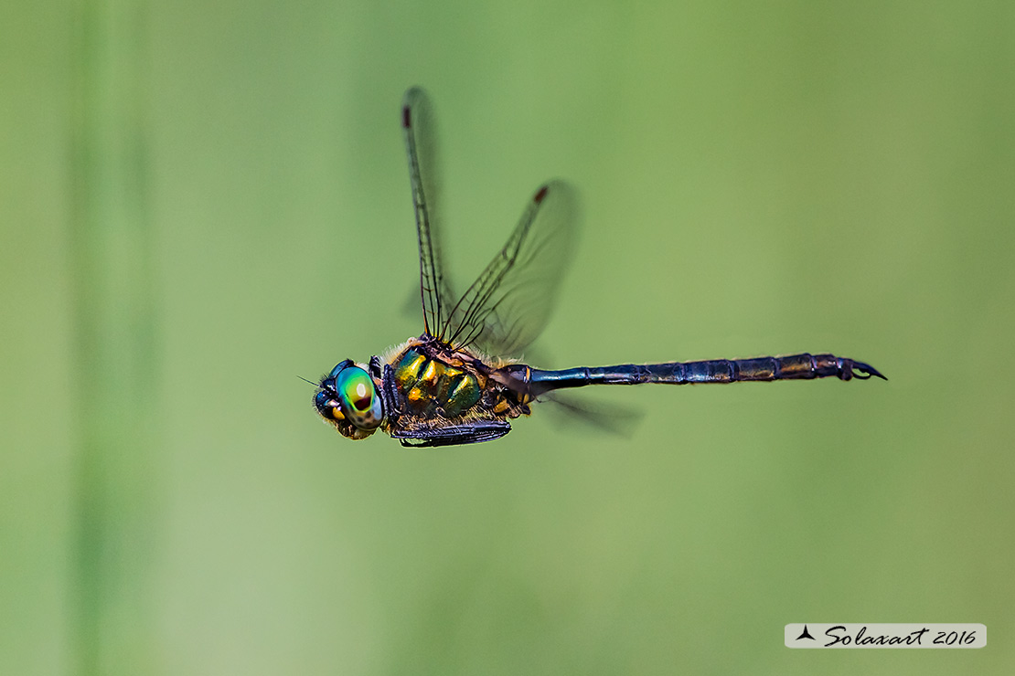 Somatochlora alpestris:  Smeralda alpina (maschio); Alpine Emerald  (male)