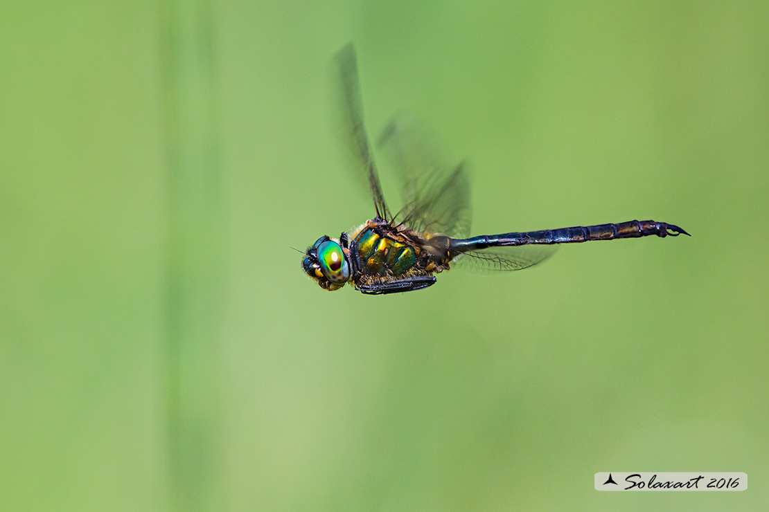 Somatochlora alpestris:  Smeralda alpina (maschio); Alpine Emerald  (male)