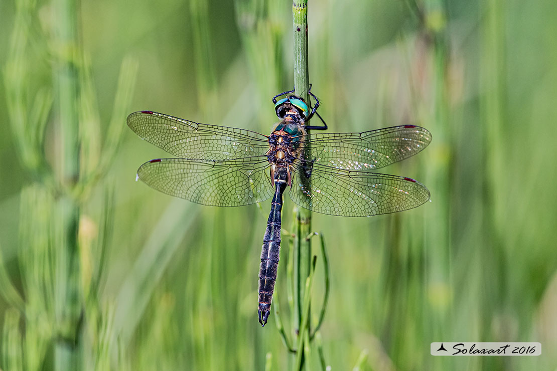 Somatochlora alpestris:  Smeralda alpina (maschio); Alpine Emerald  (male)
