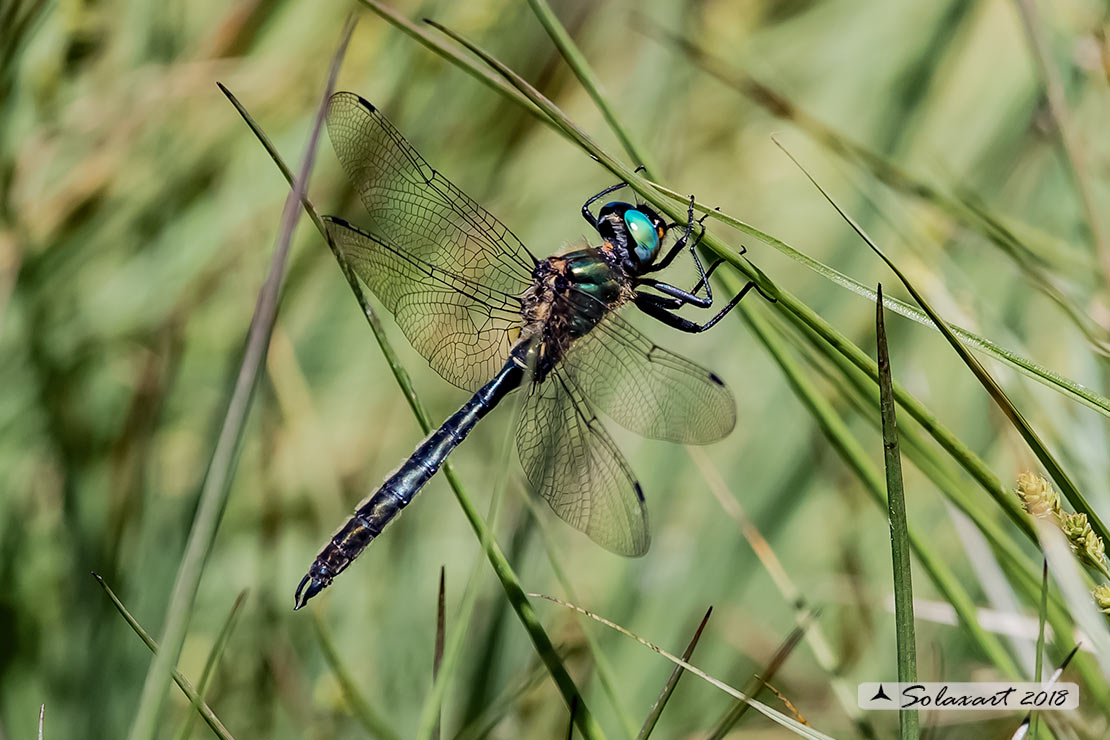 Somatochlora alpestris:  Smeralda alpina (maschio); Alpine Emerald  (male)