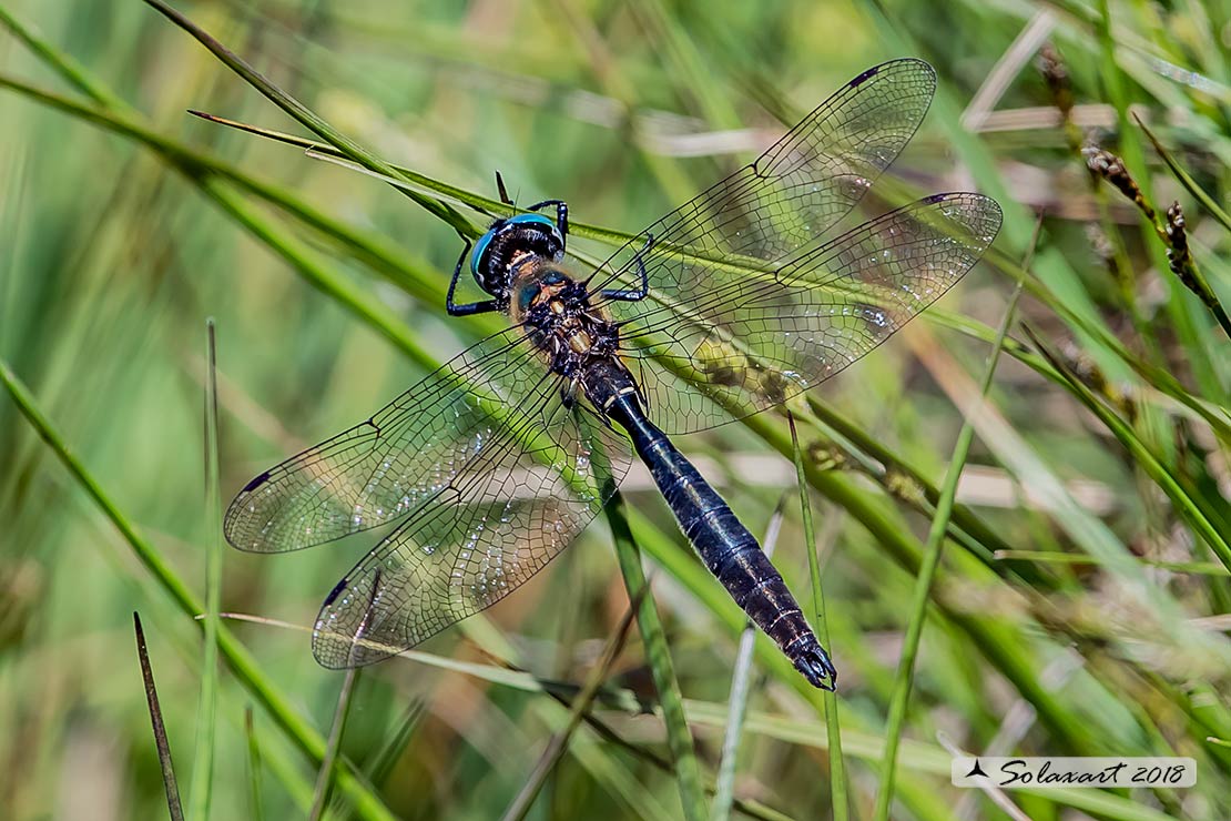 Somatochlora alpestris:  Smeralda alpina (maschio); Alpine Emerald  (male)