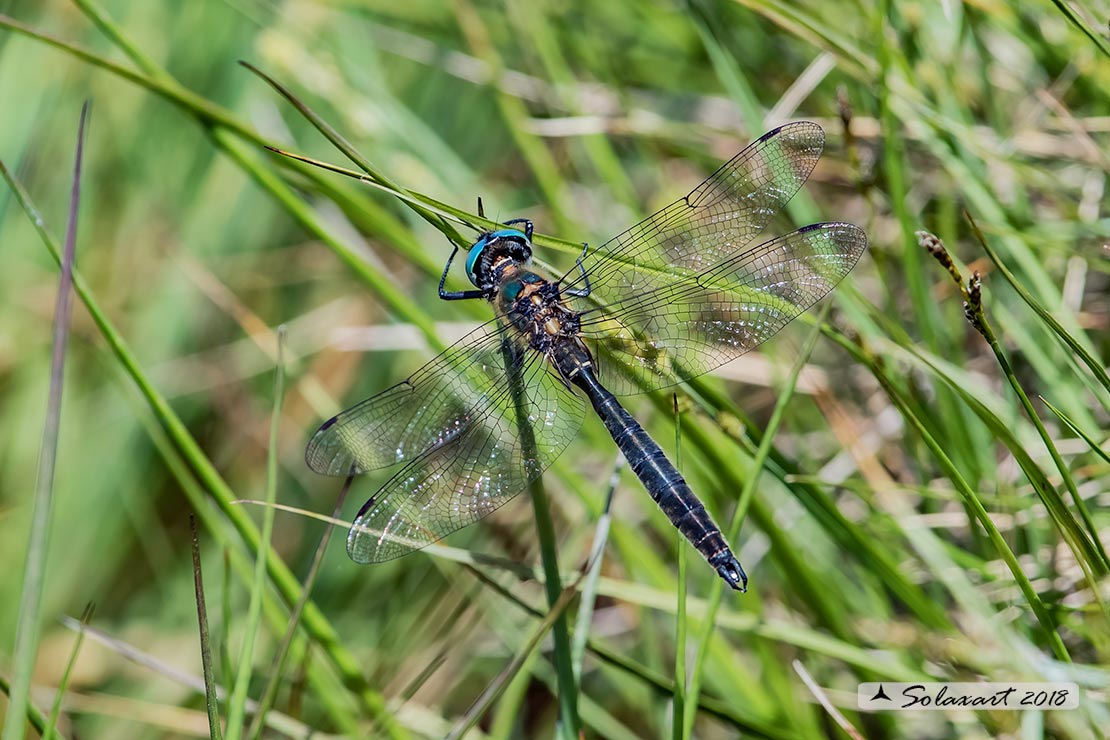 Somatochlora alpestris:  Smeralda alpina (maschio); Alpine Emerald  (male)