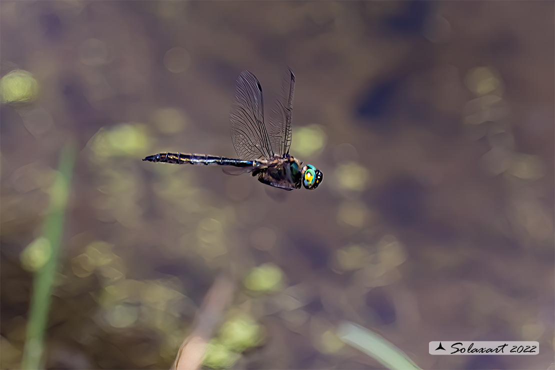 Somatochlora alpestris:  Smeralda alpina (maschio); Alpine Emerald  (male)