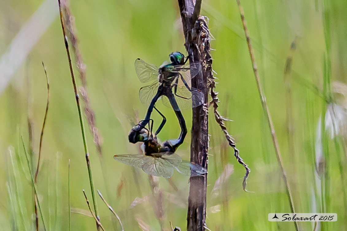 Somatochlora arctica:  Smeralda artica (copula) - Northern Emerald  (mating wheel)