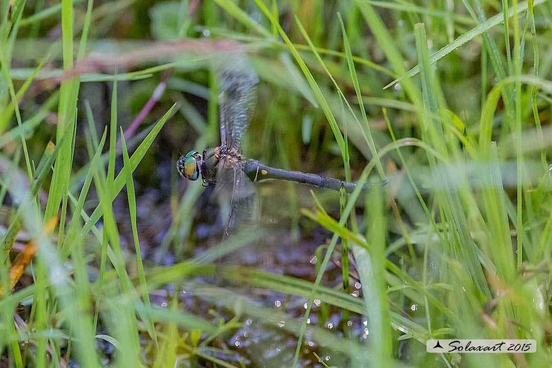 Somatochlora arctica:  Smeralda artica (femmina in ovoposizione) - Northern Emerald  (female ovipositing)