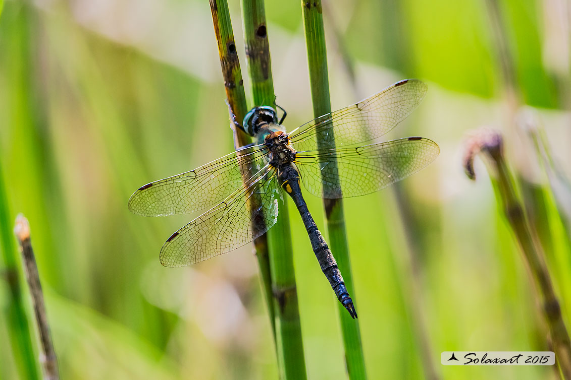 Somatochlora arctica:  Smeralda artica (femmina) - Northern Emerald (female)