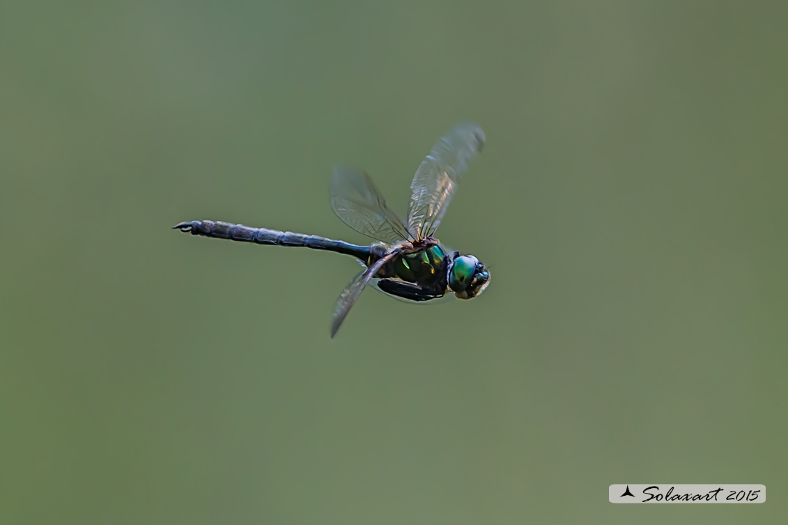 Somatochlora arctica:  Smeralda artica (maschio) - Northern Emerald (male)