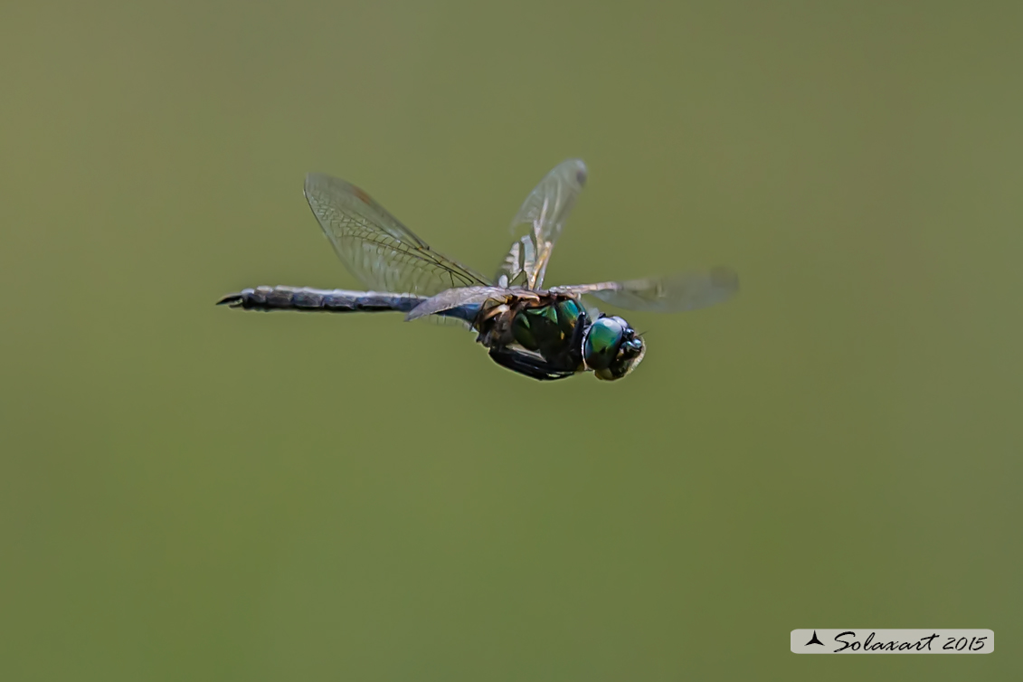 Somatochlora arctica:  Smeralda artica (maschio) - Northern Emerald (male)