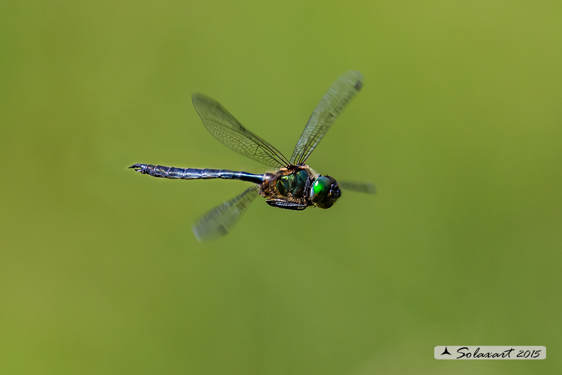 Somatochlora arctica:  Smeralda artica (maschio) - Northern Emerald (male)