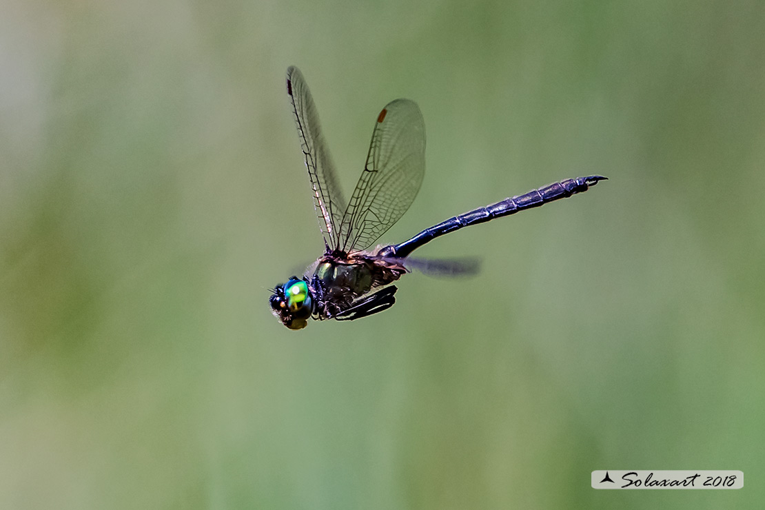 Somatochlora arctica:  Smeralda artica (maschio) - Northern Emerald (male)