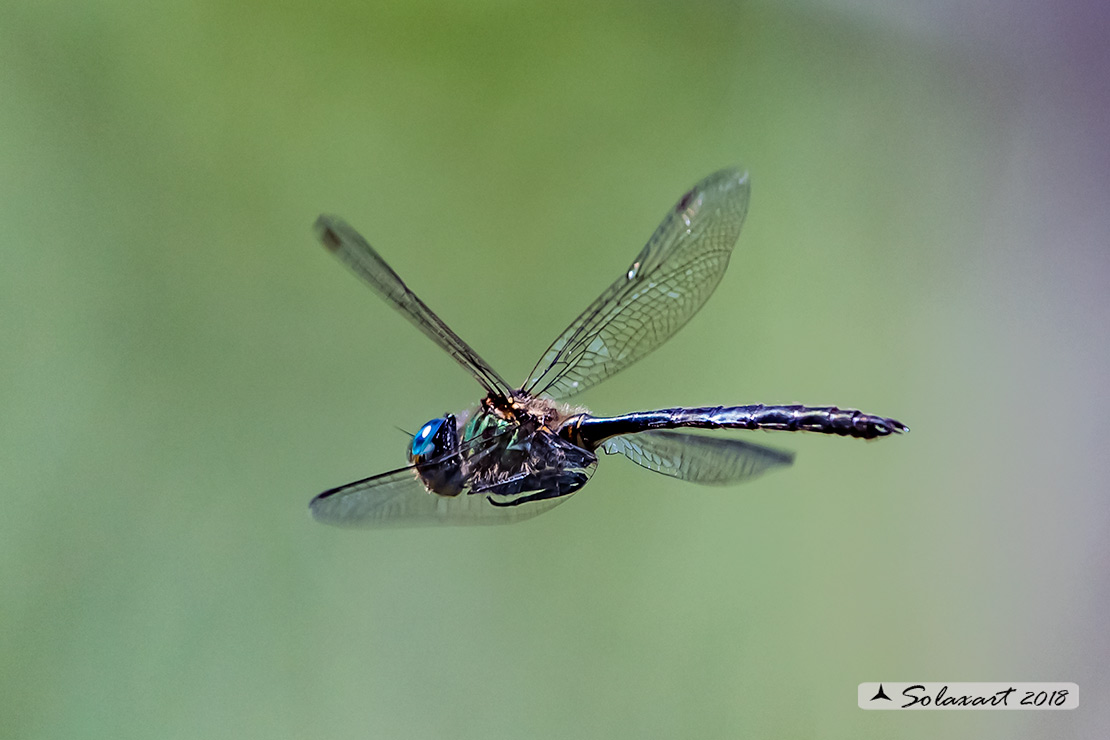 Somatochlora arctica:  Smeralda artica (maschio) - Northern Emerald (male)