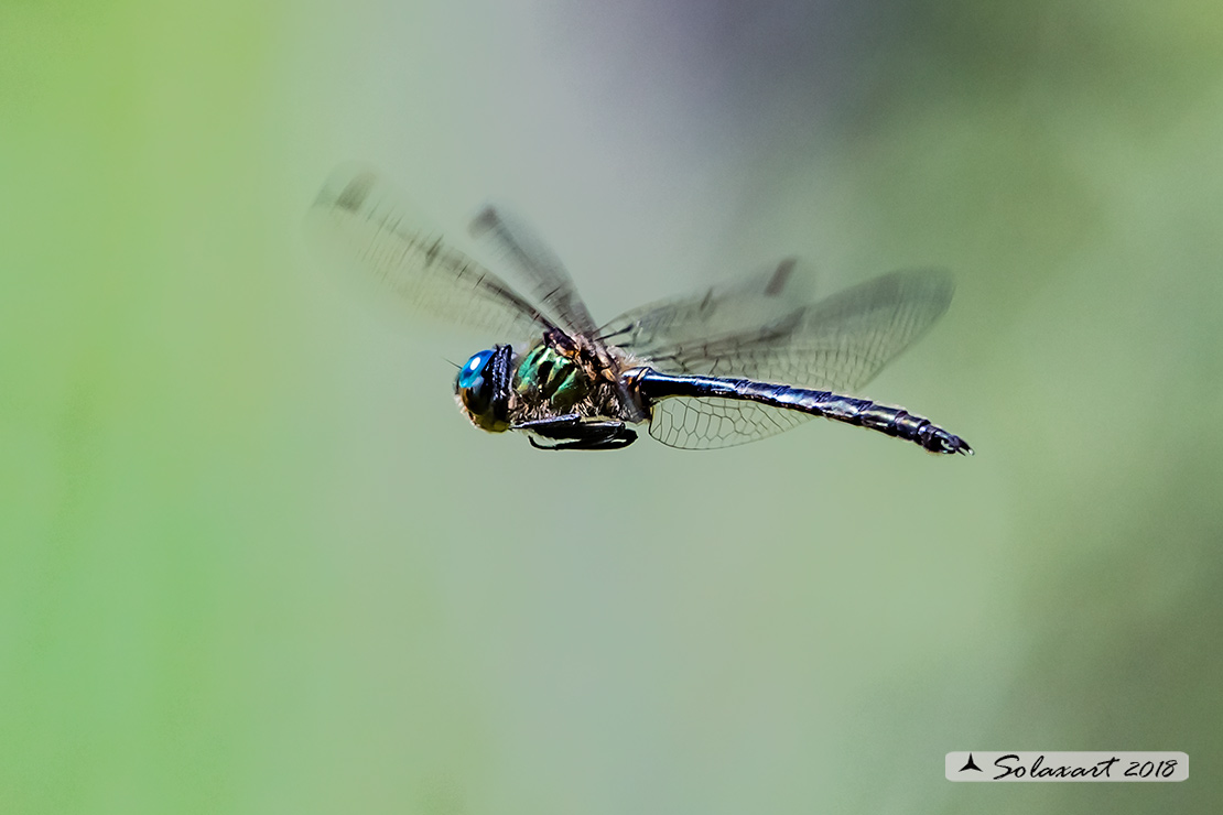 Somatochlora arctica:  Smeralda artica (maschio) - Northern Emerald (male)