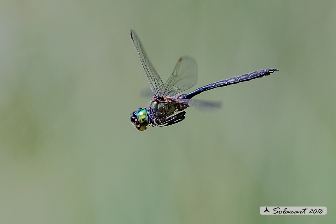 Somatochlora arctica:  Smeralda artica (maschio) - Northern Emerald (male)