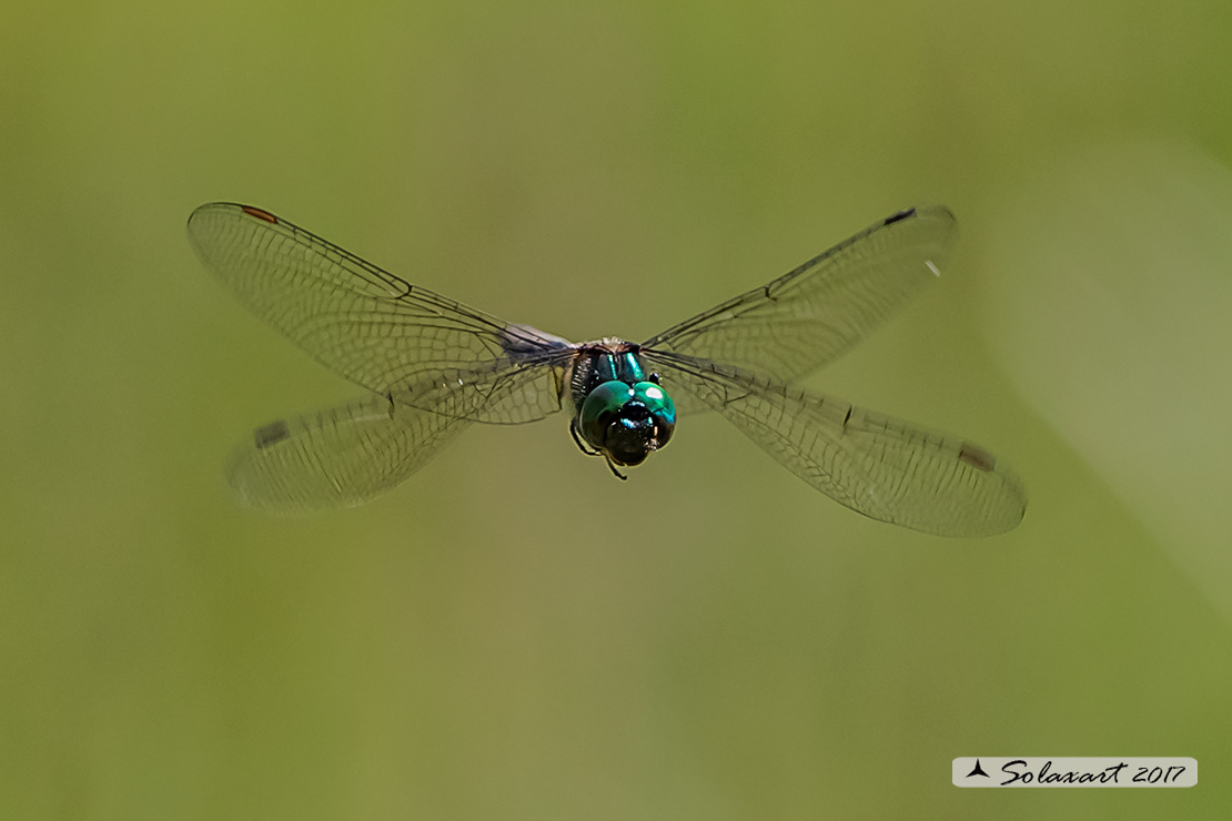 Somatochlora arctica:  Smeralda artica (maschio) - Northern Emerald (male)