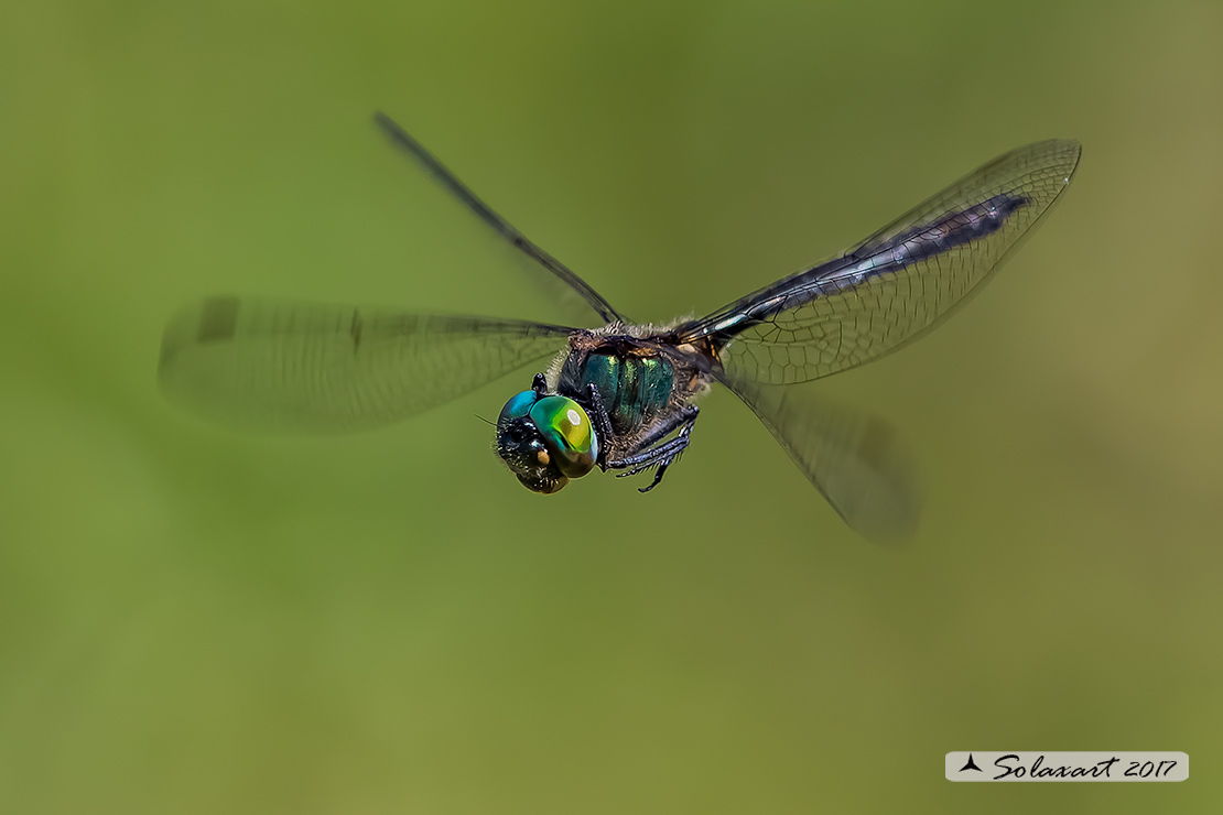 Somatochlora arctica:  Smeralda artica (maschio) - Northern Emerald (male)