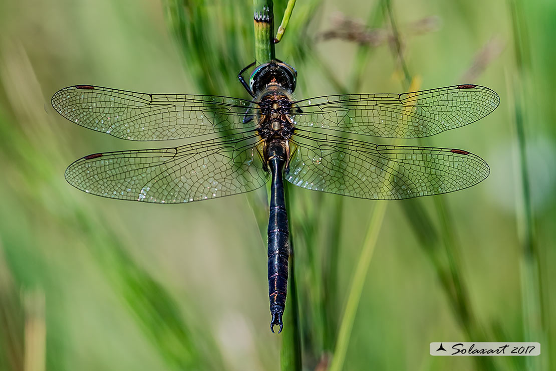 Somatochlora arctica:  Smeralda artica (maschio) - Northern Emerald (male)