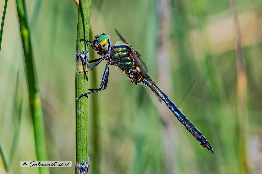 Somatochlora arctica:  Smeralda artica (maschio) - Northern Emerald (male)