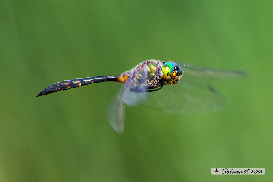 Somatochlora flavomaculata (maschio) - Plettet smaragdlibel (male)