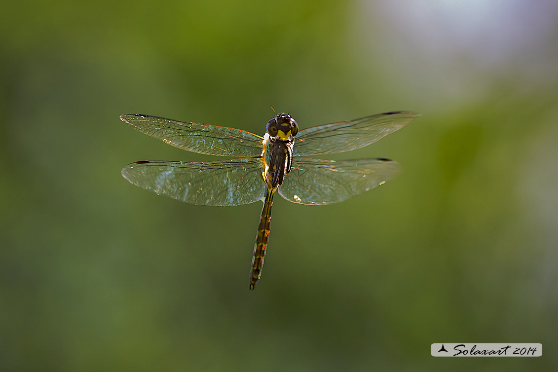 Somatochlora flavomaculata (maschio) - Plettet smaragdlibel (male)