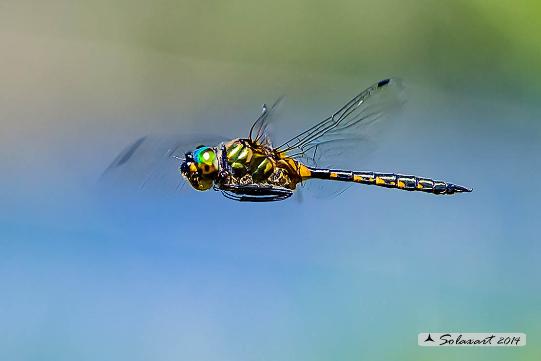 Somatochlora flavomaculata (maschio) - Plettet smaragdlibel (male)