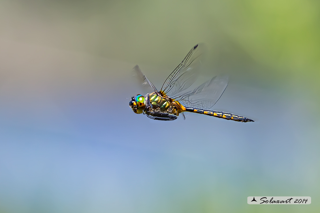 Somatochlora flavomaculata (maschio) - Plettet smaragdlibel (male)