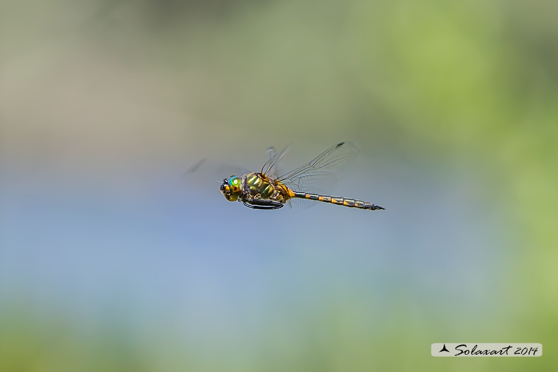 Somatochlora flavomaculata (maschio) - Plettet smaragdlibel (male)